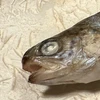 ネオンテトラ