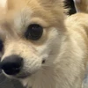 ふわふわ
