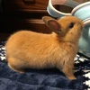 あおい