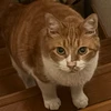 ぴょんちゃん