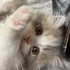 たらこくれ