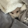 ムービーぱに山