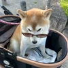 Shibababababa