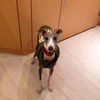Nanako