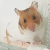 りこり