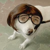 ひたすら視聴する犬