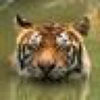tiger4th
