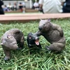 ヒノ監督