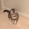 oreo_necochan