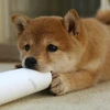 レイコチン