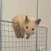 さゆたろ