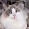 山の羊