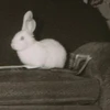 りん