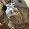 じゃがいも