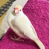 みんみん