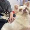 バカ犬