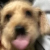 長谷部のおべべ