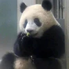 シャンシャン