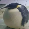ぺん