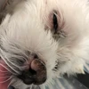 のんの