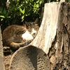 のーてぃすど