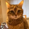 チェタ