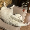 piyo