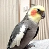 さるやん