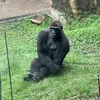 だいこん