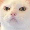 れあ