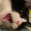 にゃんころ
