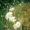 ネゾウちゃん
