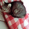 のんたん