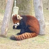 Pokopon