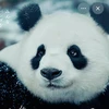 5050panda