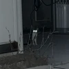 Root