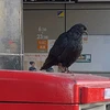 のり