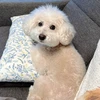 ルイたん