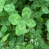 jasmine
