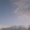 lilyphilia
