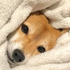ぬぬい