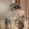 たつとまん