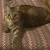 cutecatparty