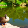 リョウスケ