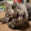 Hiroki