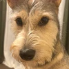 mugipayadog