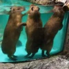 たけ