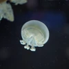 ろくげん