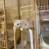 すず