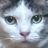 歯